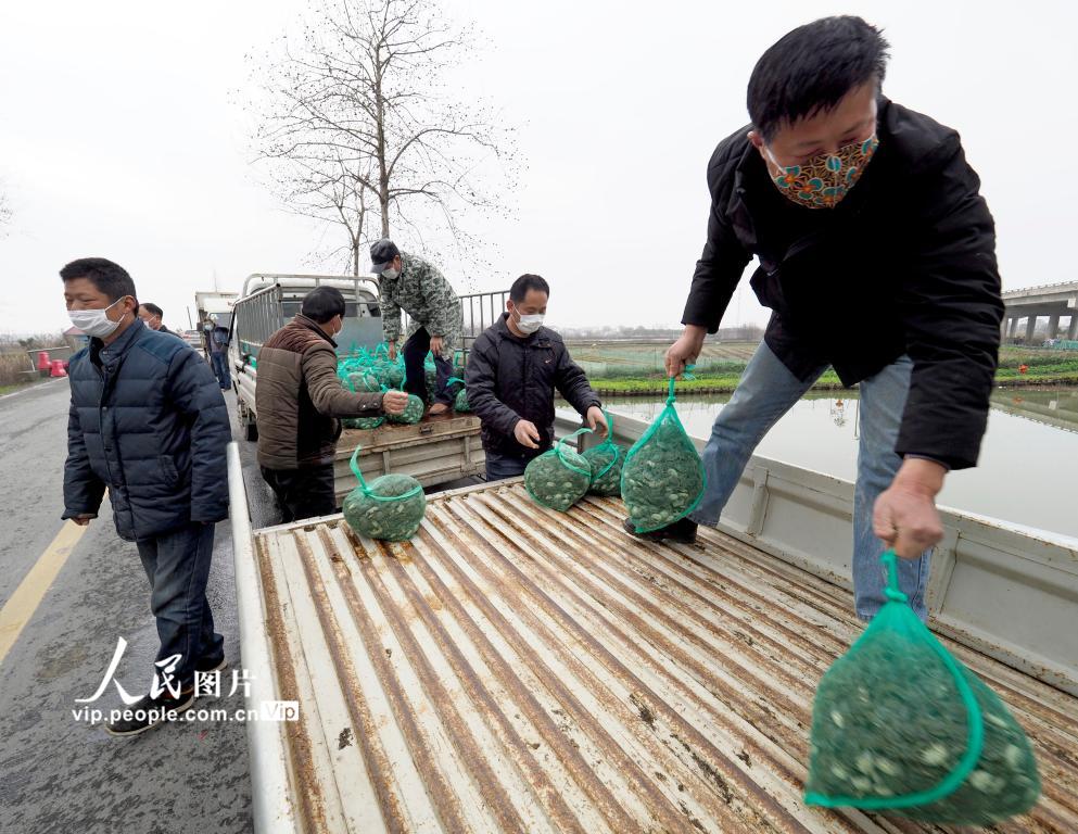 2月13日，安徽宣州区水阳镇长沟村蟹苗养殖户冯亚卿正在与江苏省高淳客户进行蟹苗交易。